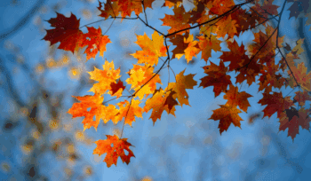 Getting Back to Business: Reflections on CKH Group Progress at the End of Summer